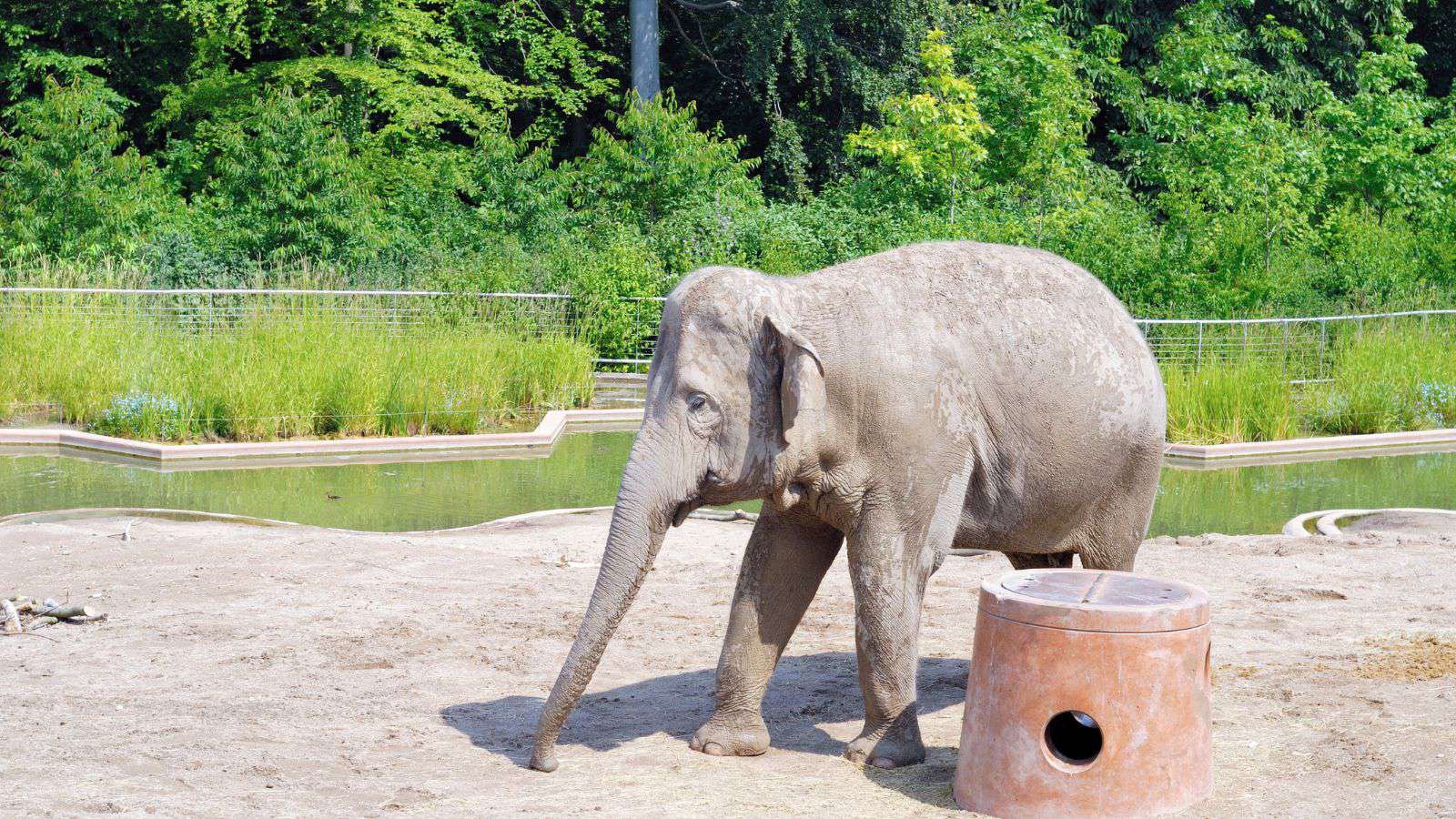 Copenhagen Zoo